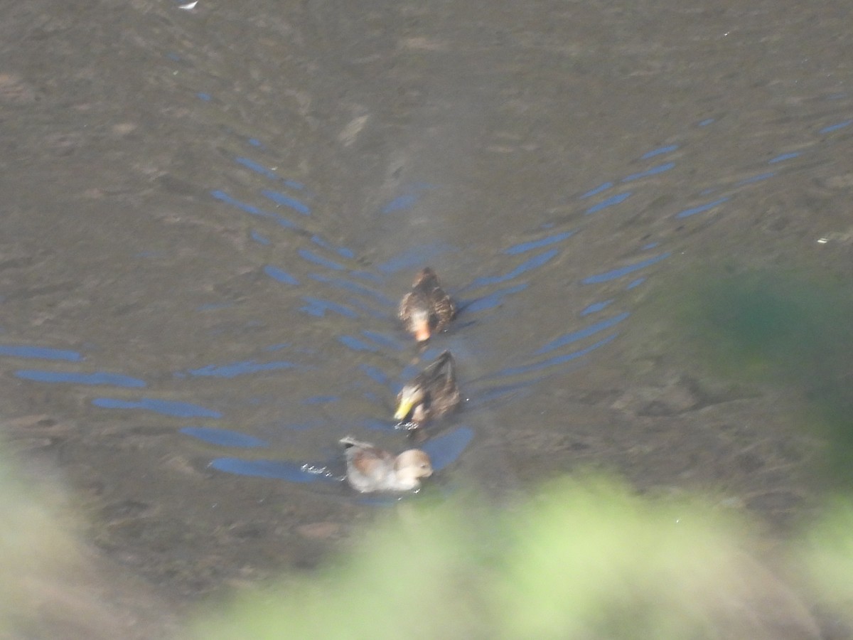 Boz Ördek - ML645472496