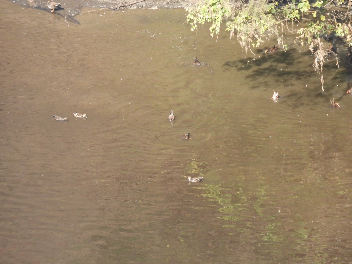 Boz Ördek - ML645472497