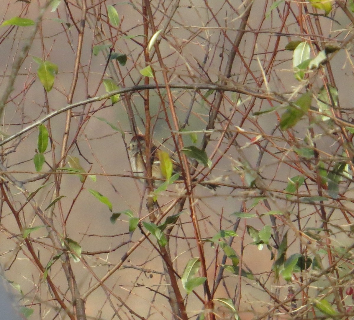 strnádka pokřovní - ML645472498