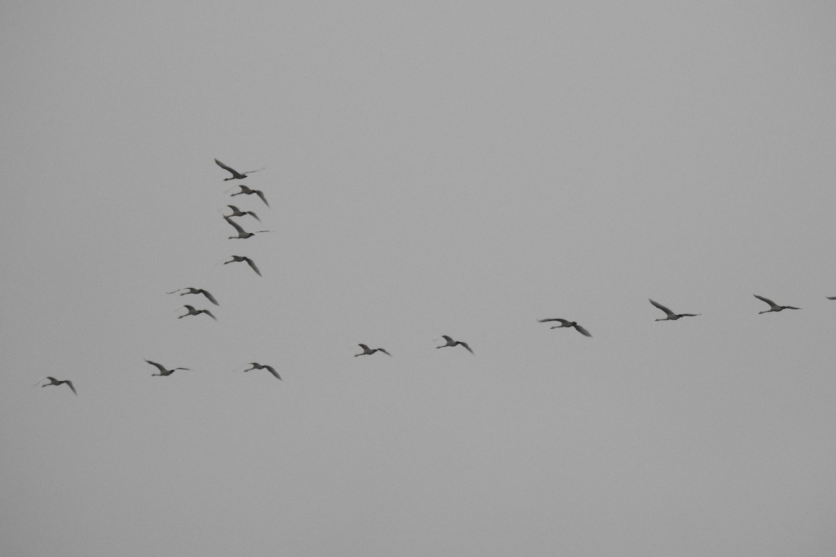 labuť trubač - ML645472501