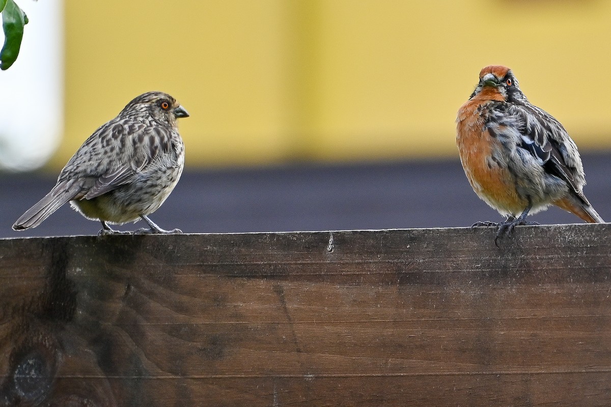 bylinorubec chilský - ML645472503