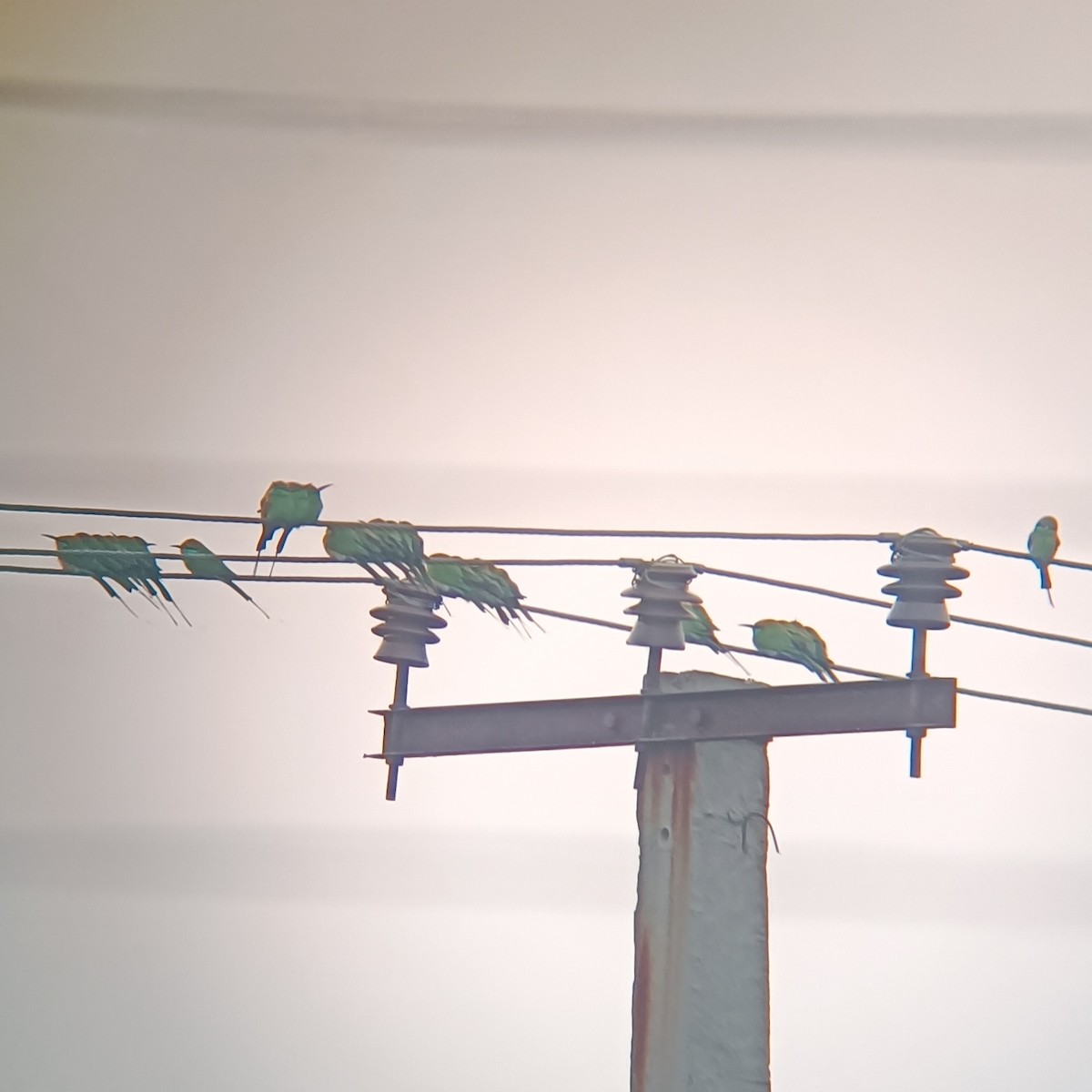 vlha indická - ML645472504