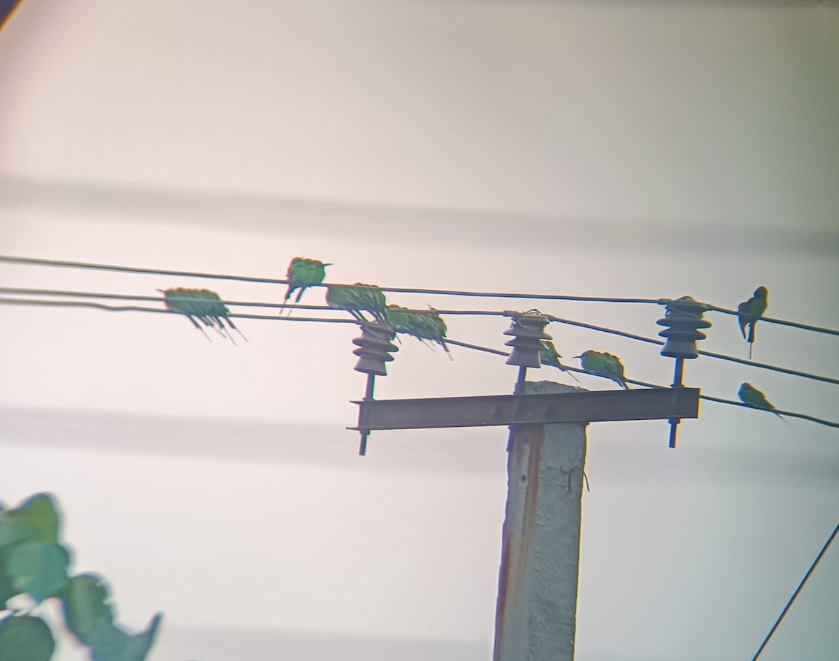 vlha indická - ML645472505