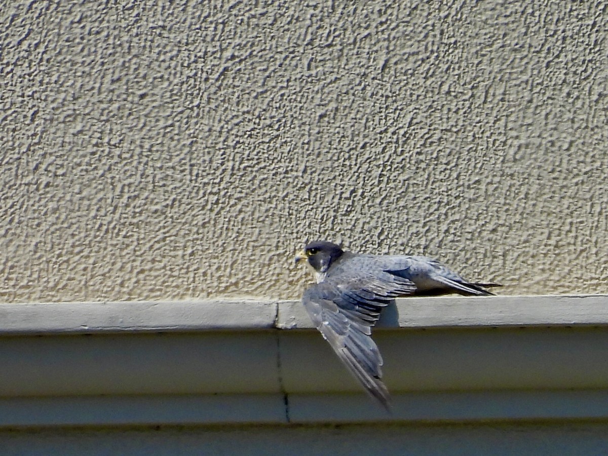 遊隼 - ML645472511