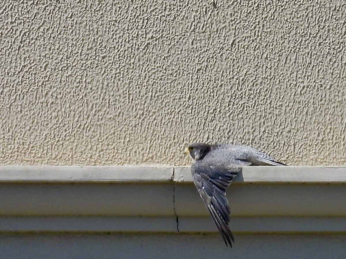 遊隼 - ML645472512