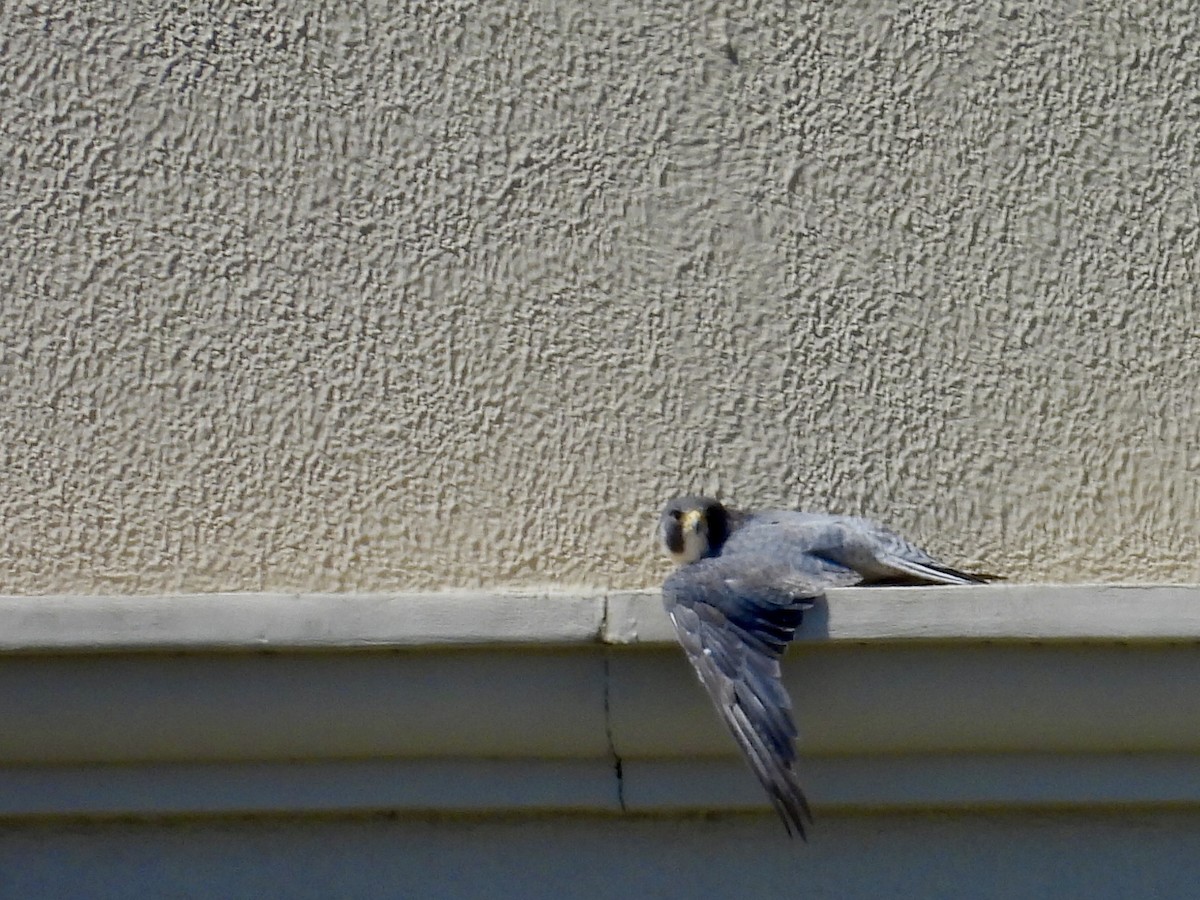 遊隼 - ML645472513