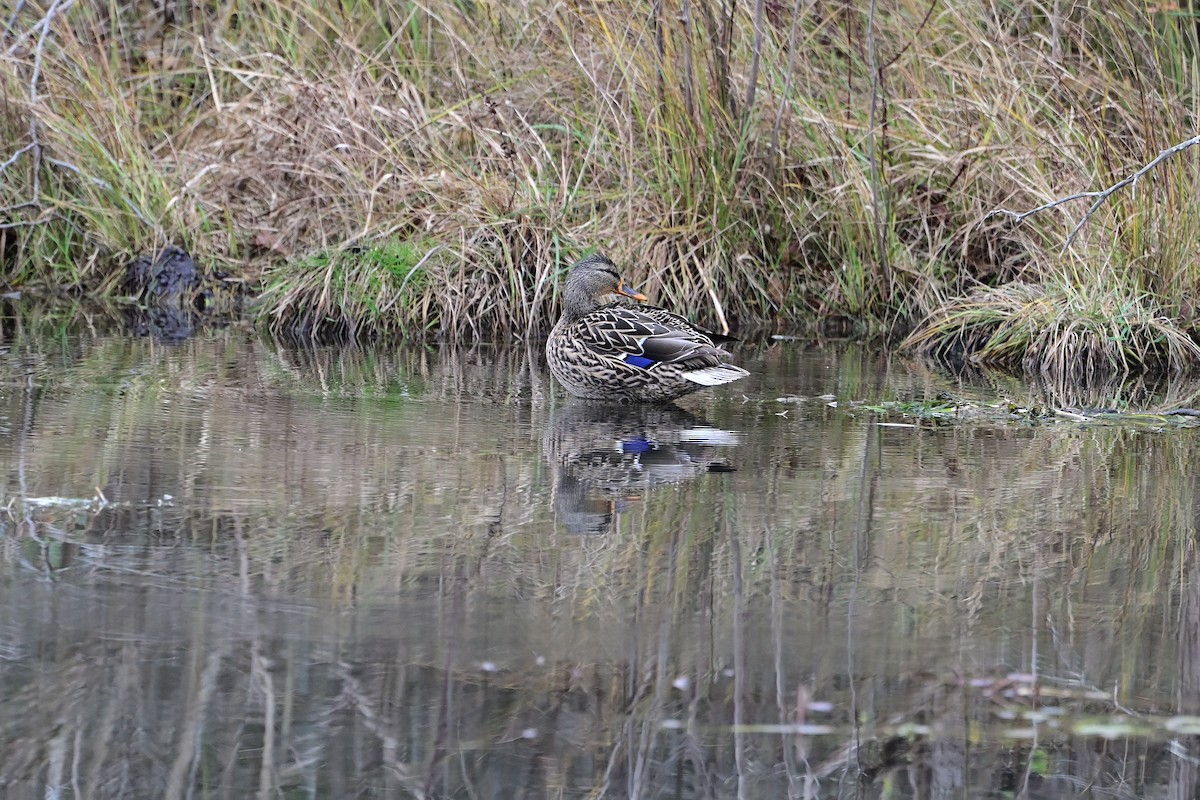 マガモ - ML645472514