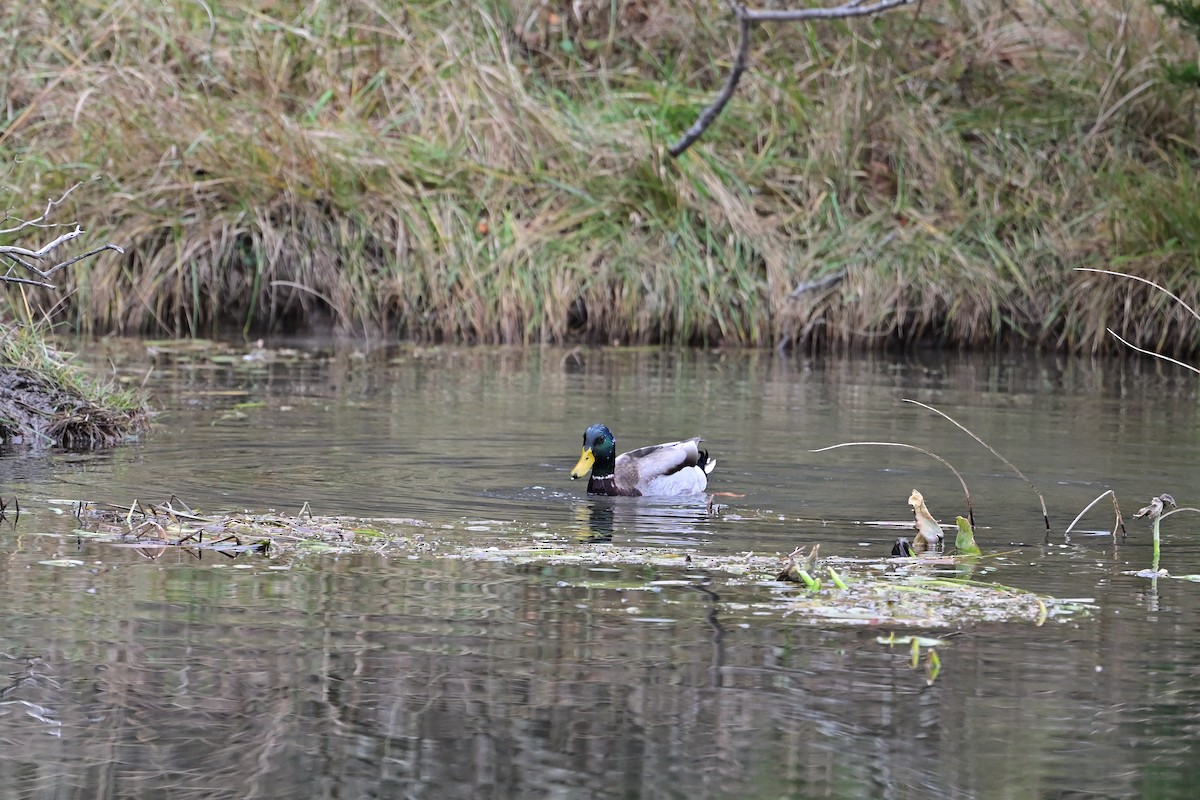 マガモ - ML645472515