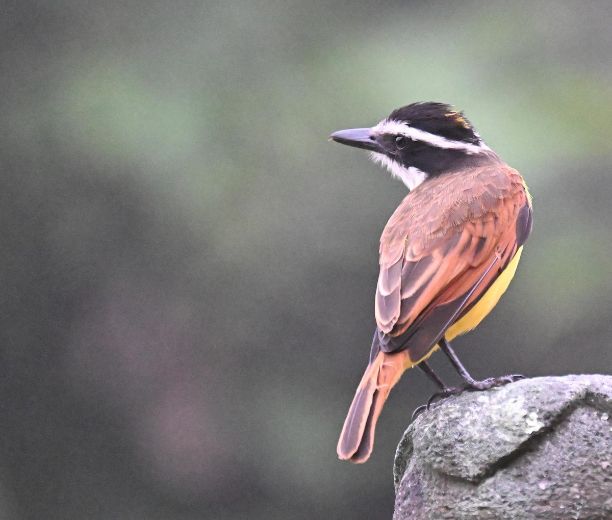 Great Kiskadee - ML645472518