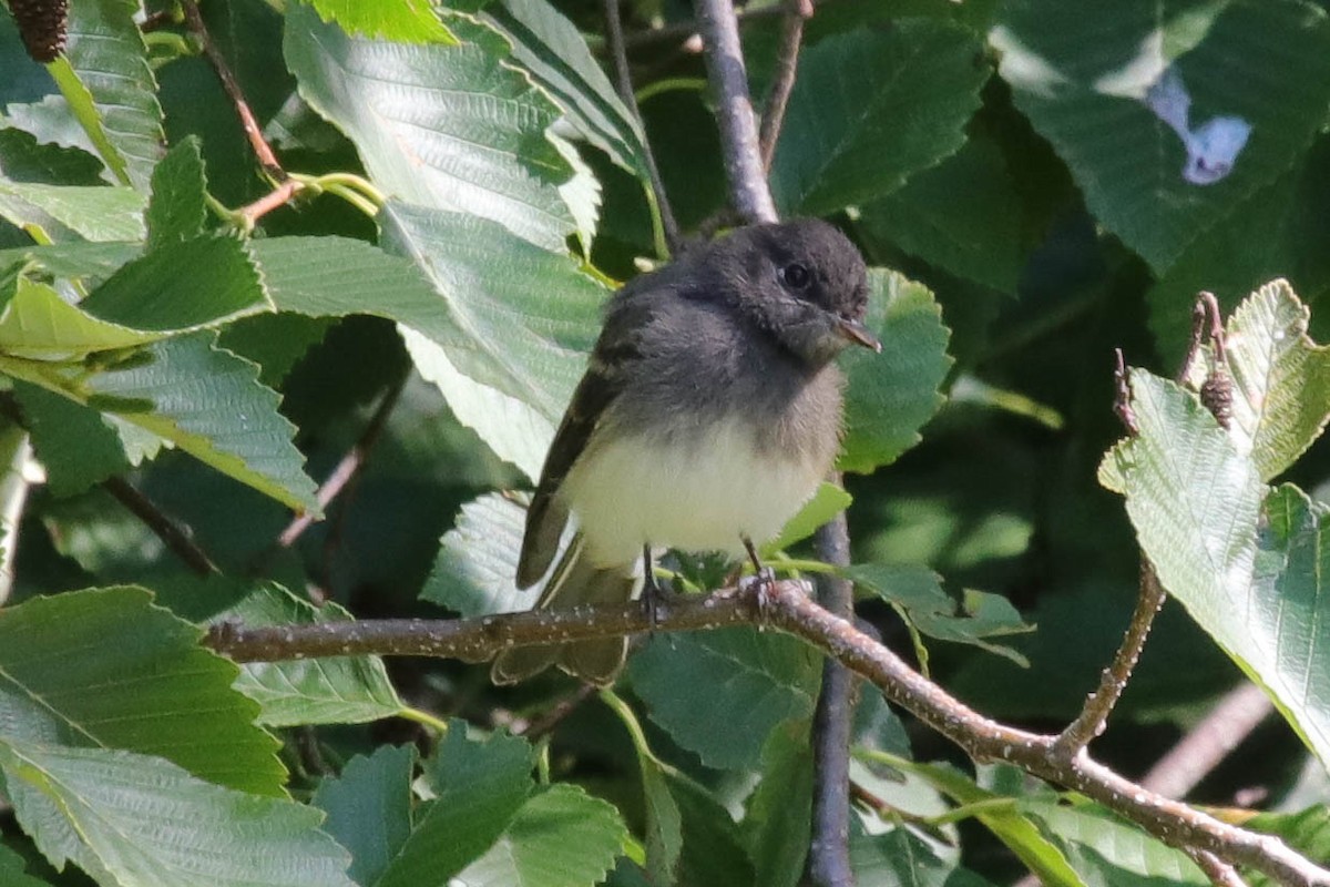 Black x Eastern Phoebe (hybrid) - ML645472526