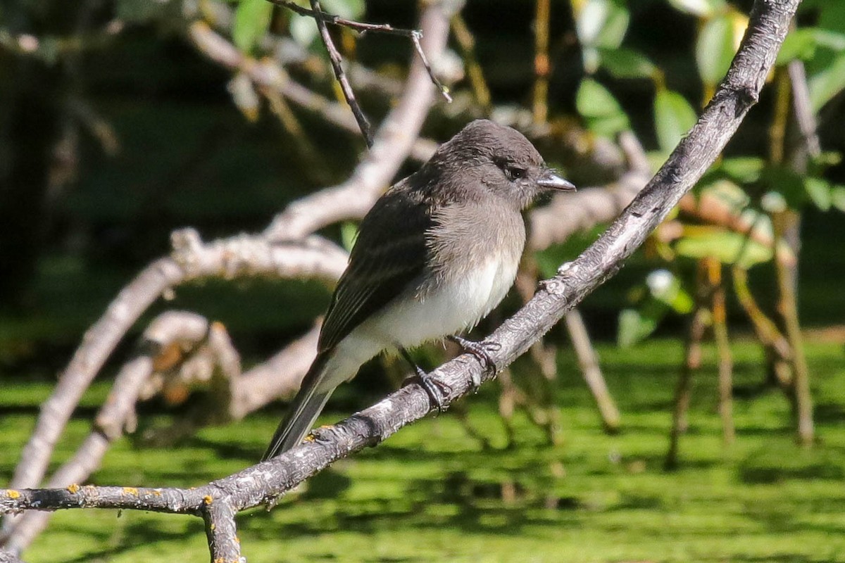 Black x Eastern Phoebe (hybrid) - ML645472527