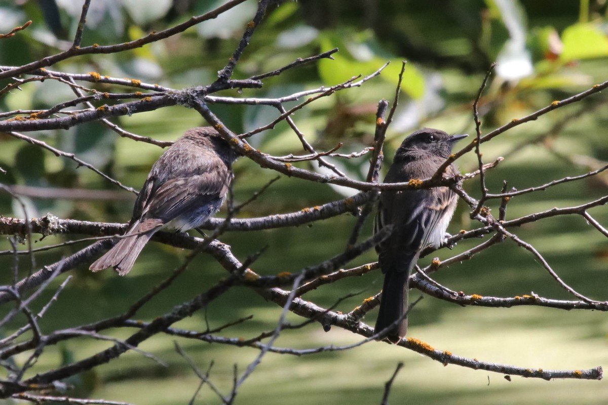 Black x Eastern Phoebe (hybrid) - ML645472528