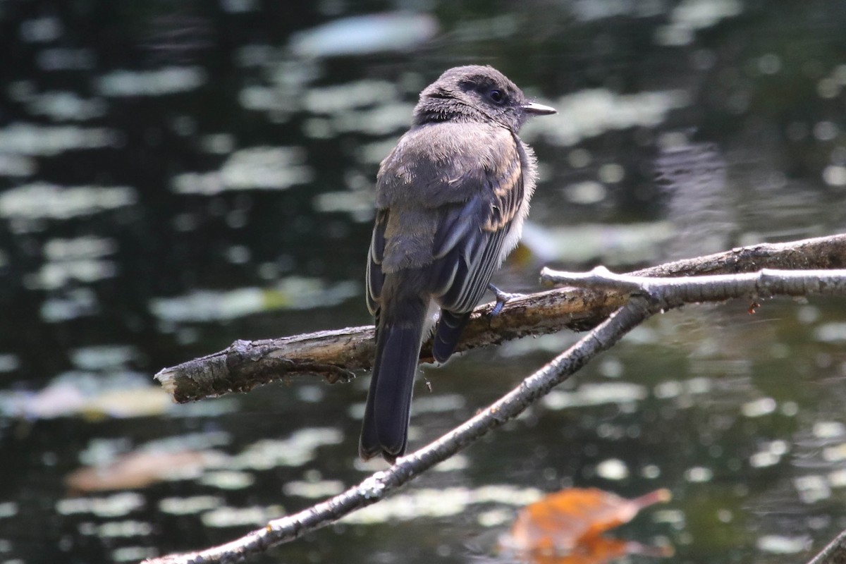 Black x Eastern Phoebe (hybrid) - ML645472529