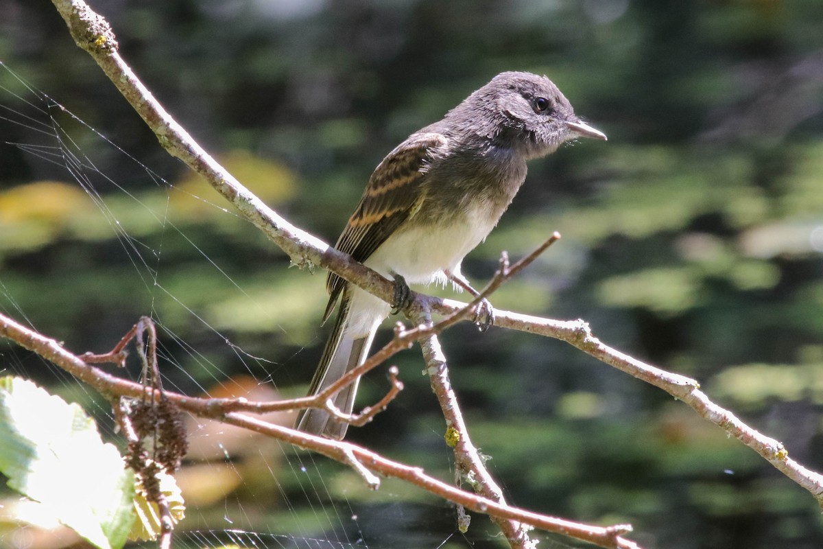 Black x Eastern Phoebe (hybrid) - ML645472530