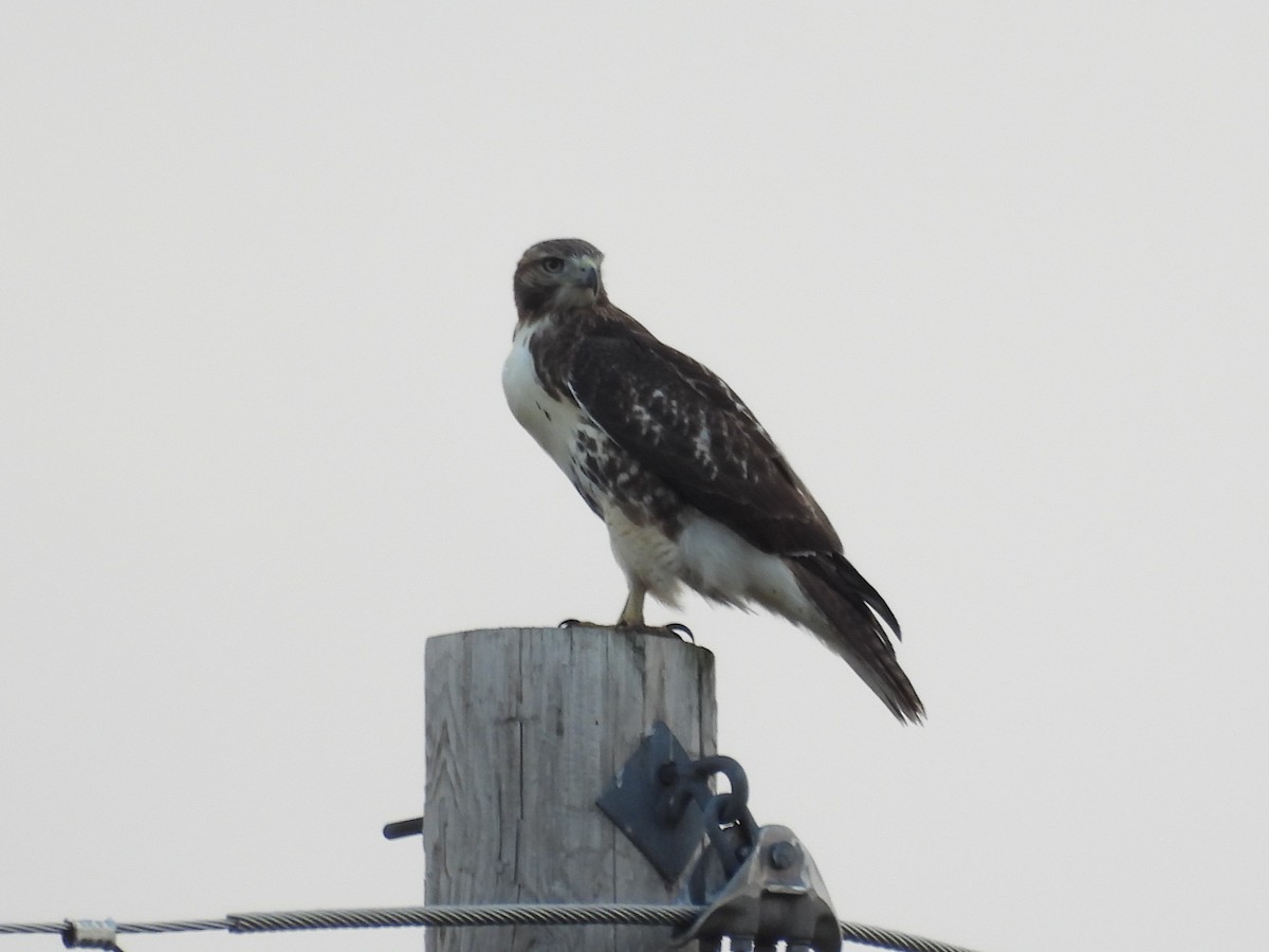 káně rudochvostá - ML645472533