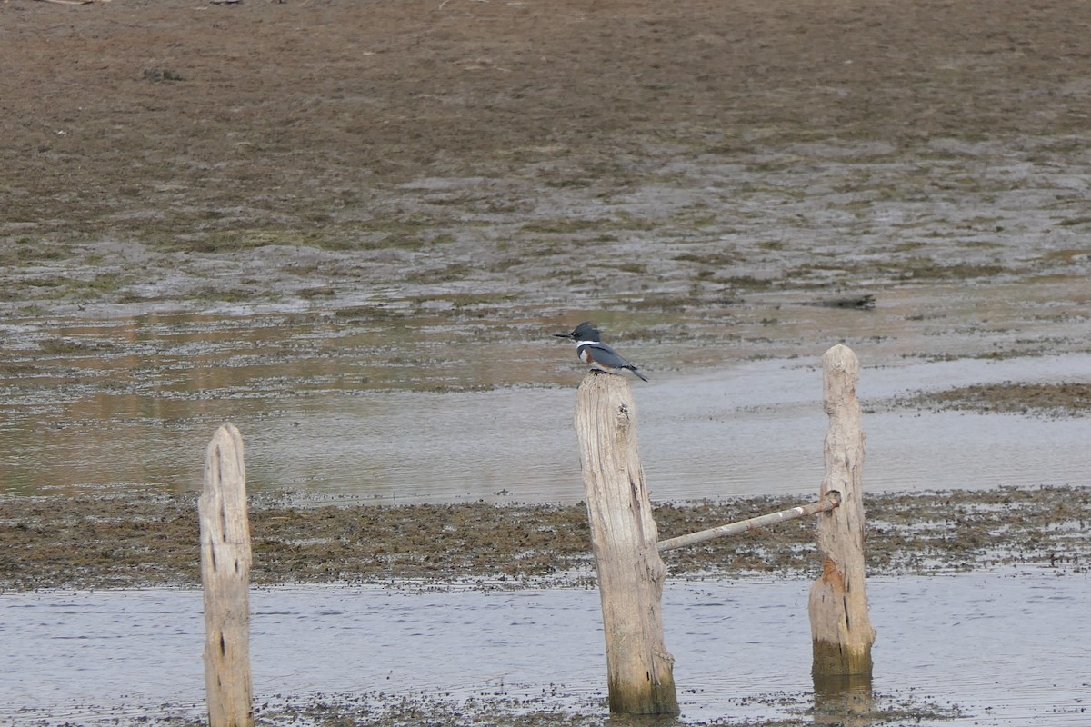 שלדג אמריקני - ML645472535