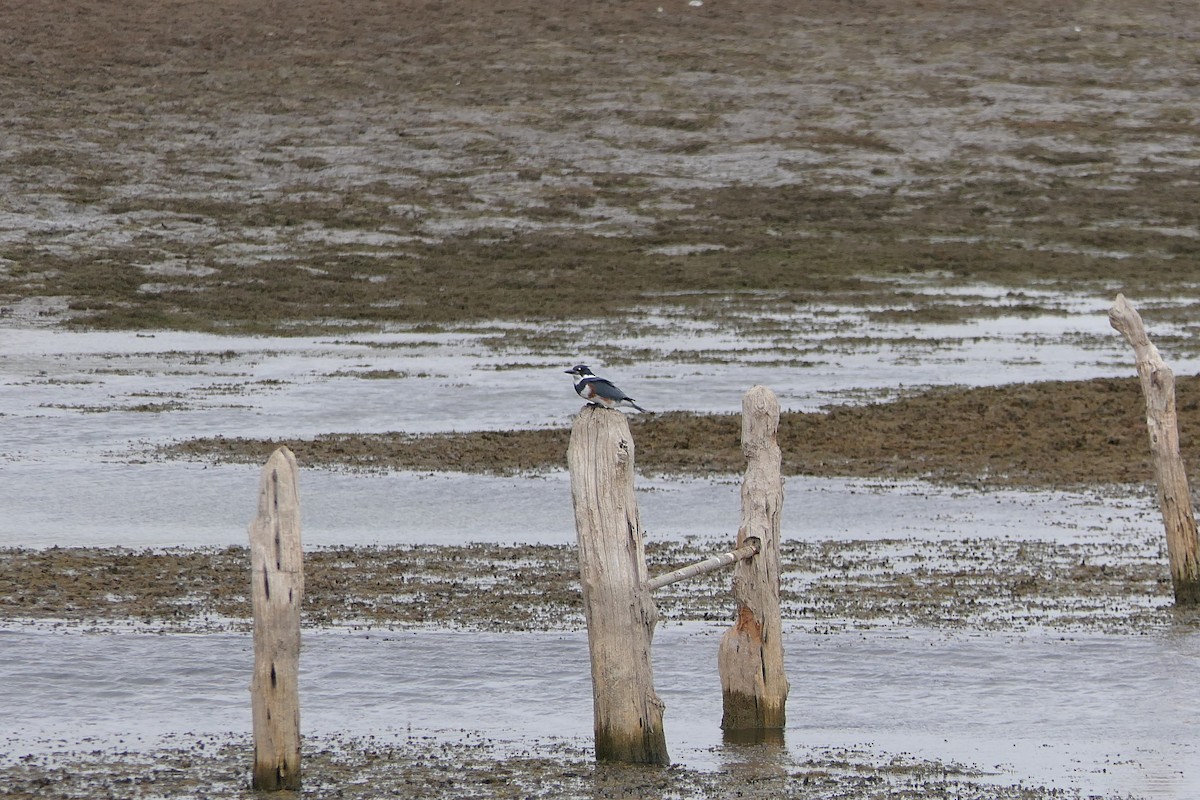 שלדג אמריקני - ML645472540