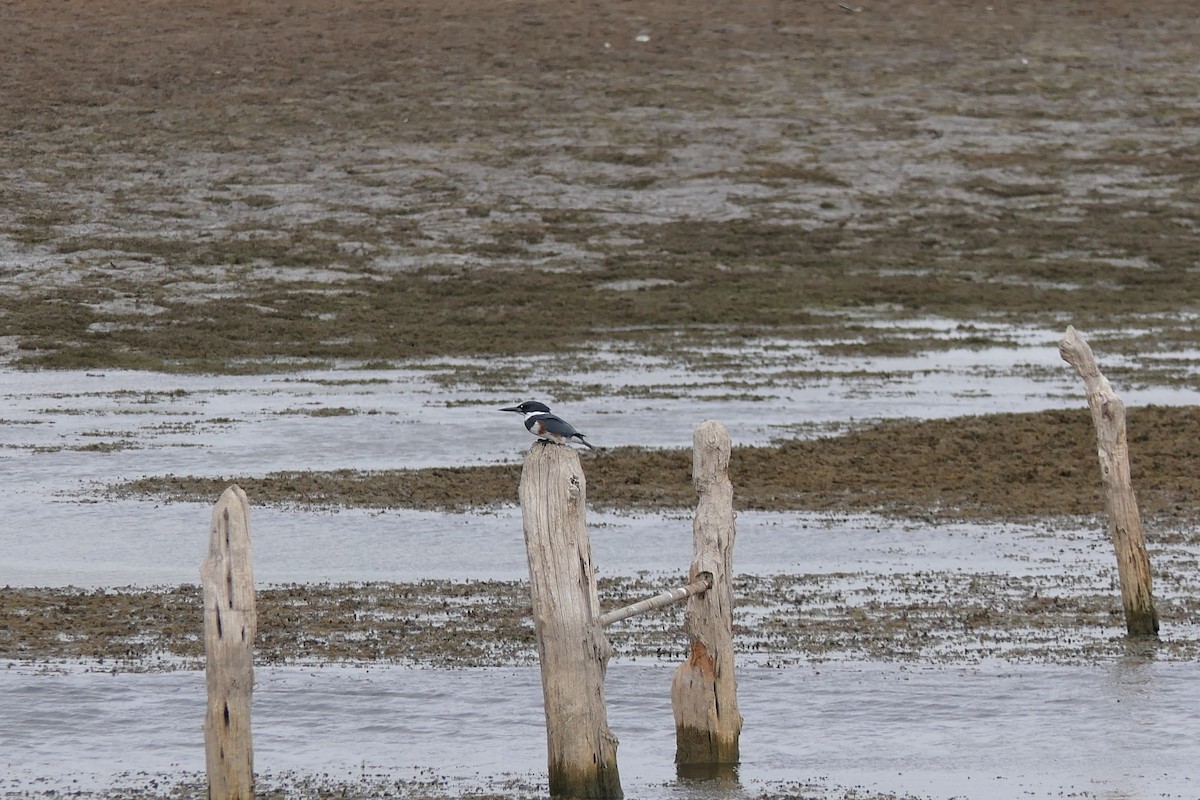 שלדג אמריקני - ML645472542