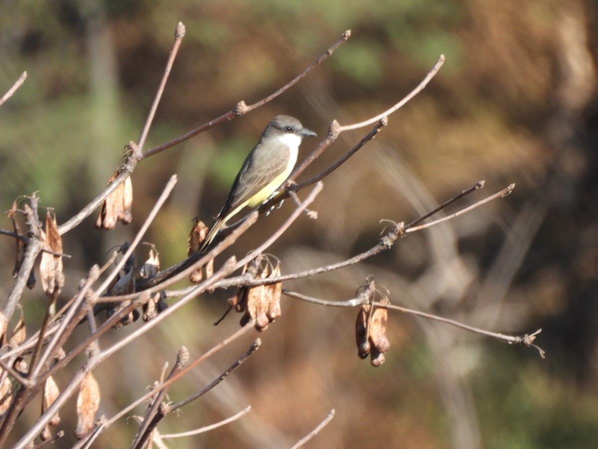 Thick-billed Kingbird - ML645472551