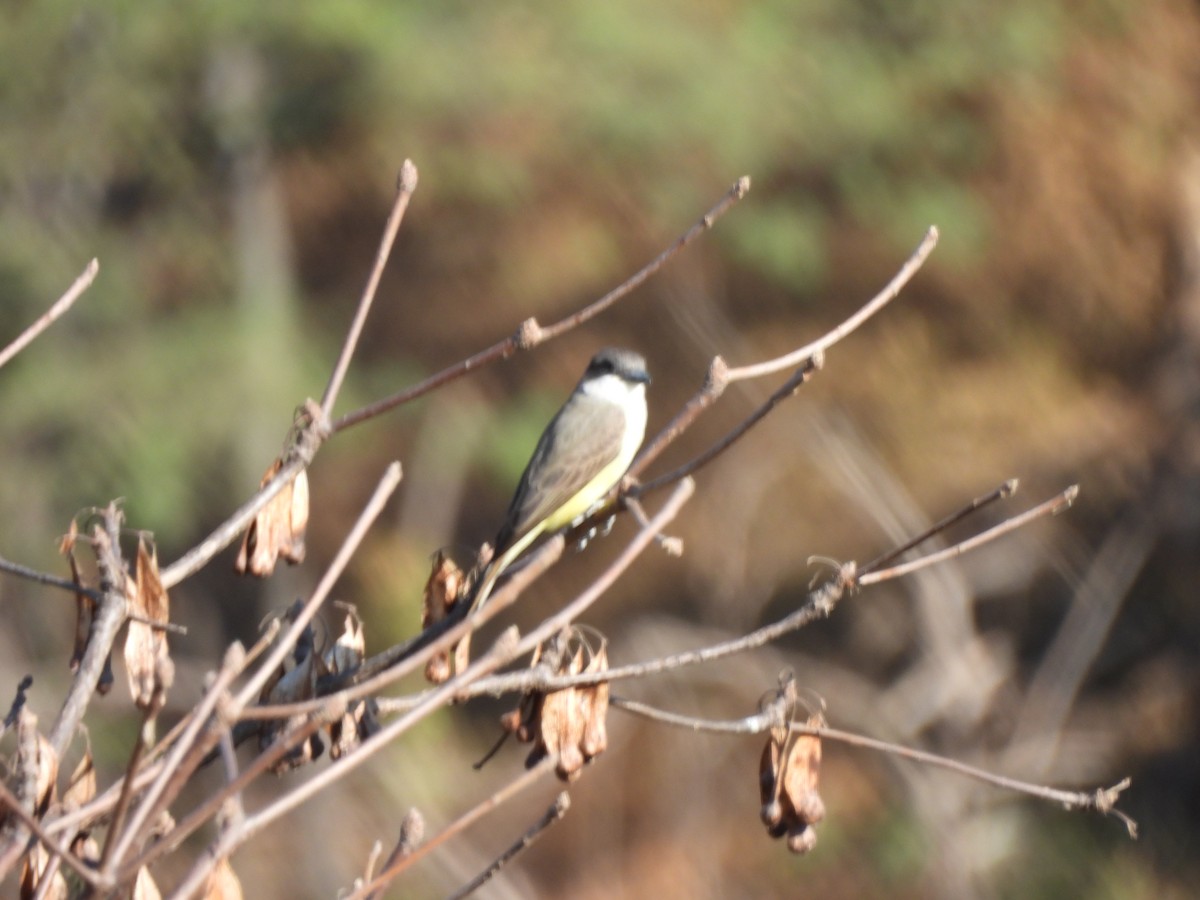 Thick-billed Kingbird - ML645472552