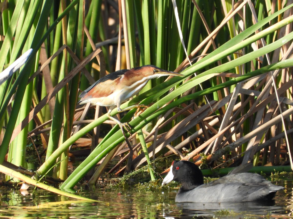 コヨシゴイ - ML645472553