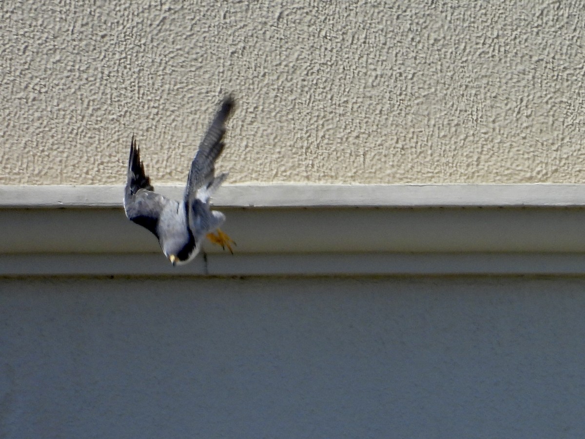 遊隼 - ML645472556