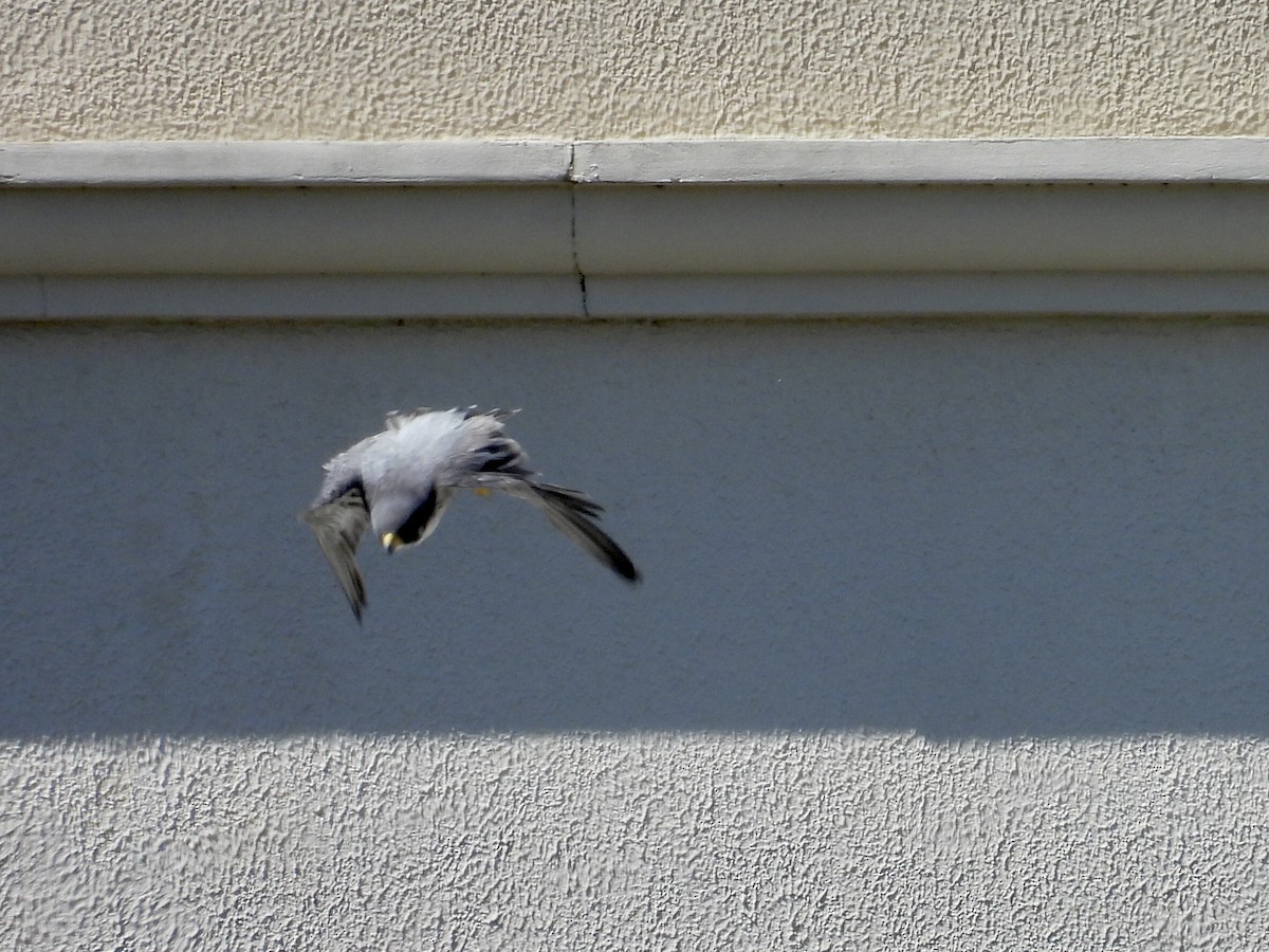 遊隼 - ML645472558