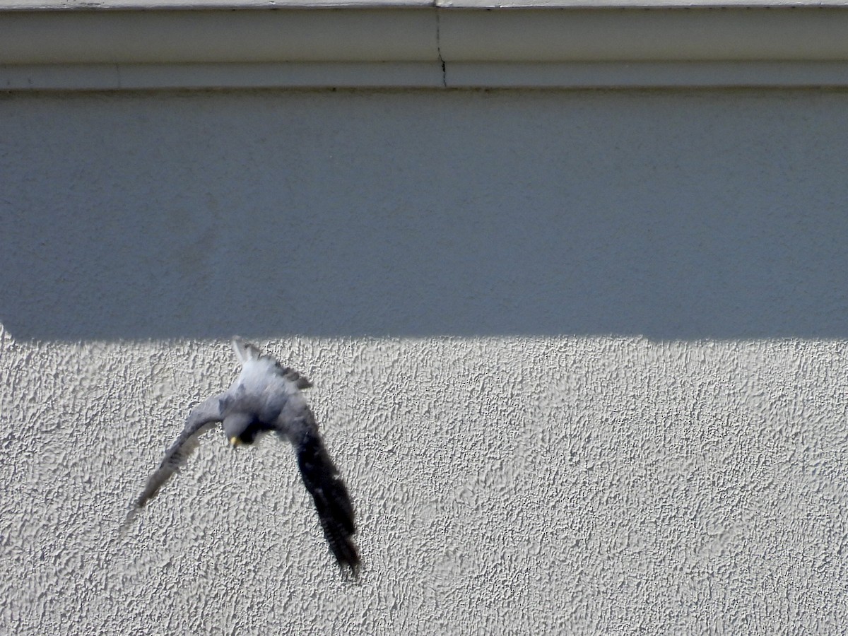 遊隼 - ML645472559