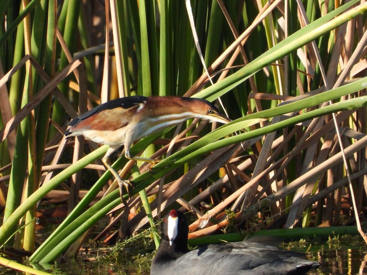 コヨシゴイ - ML645472561