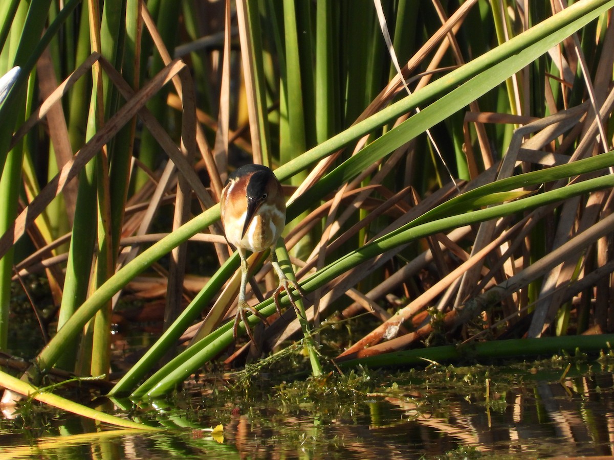 コヨシゴイ - ML645472570