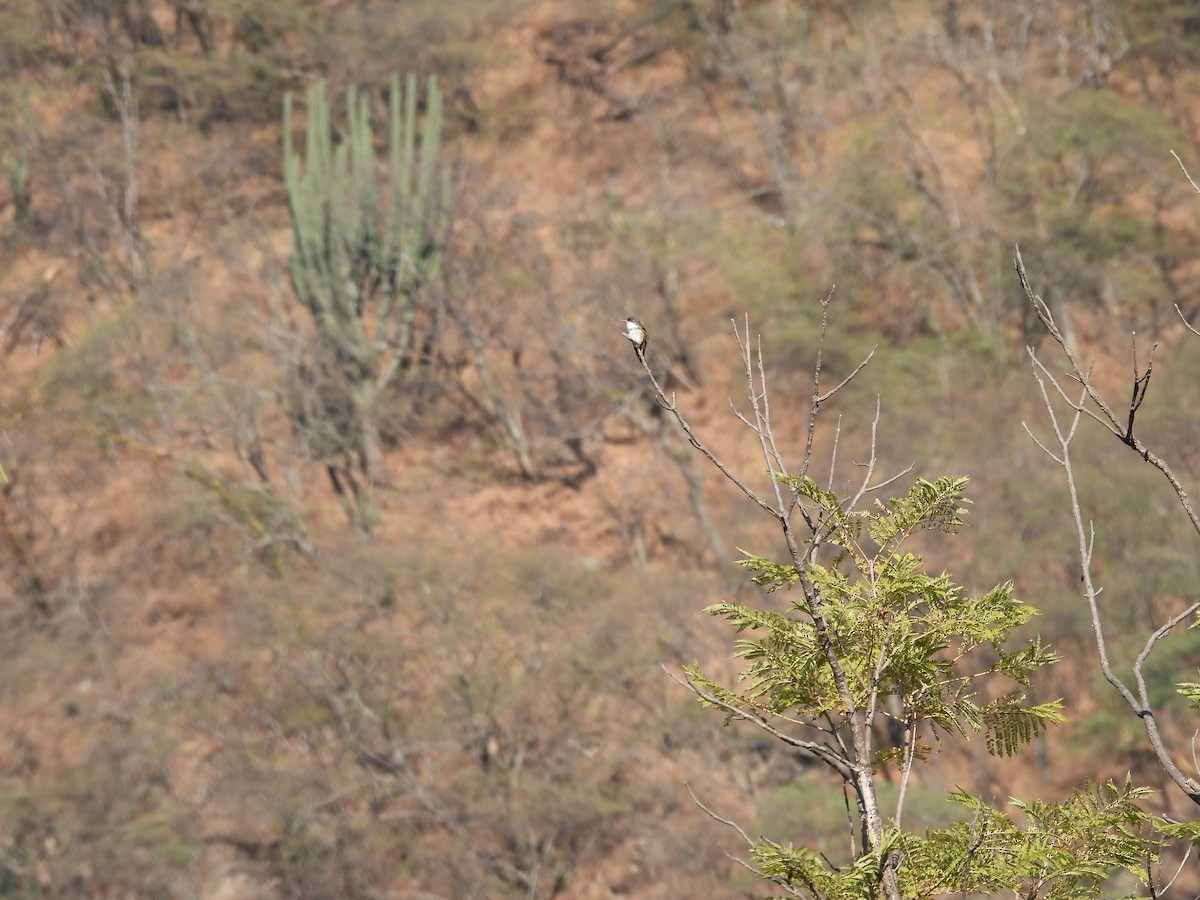 Violet-crowned Hummingbird - ML645472571