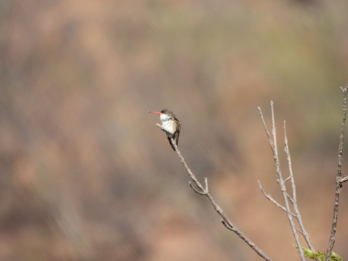 Violet-crowned Hummingbird - ML645472572
