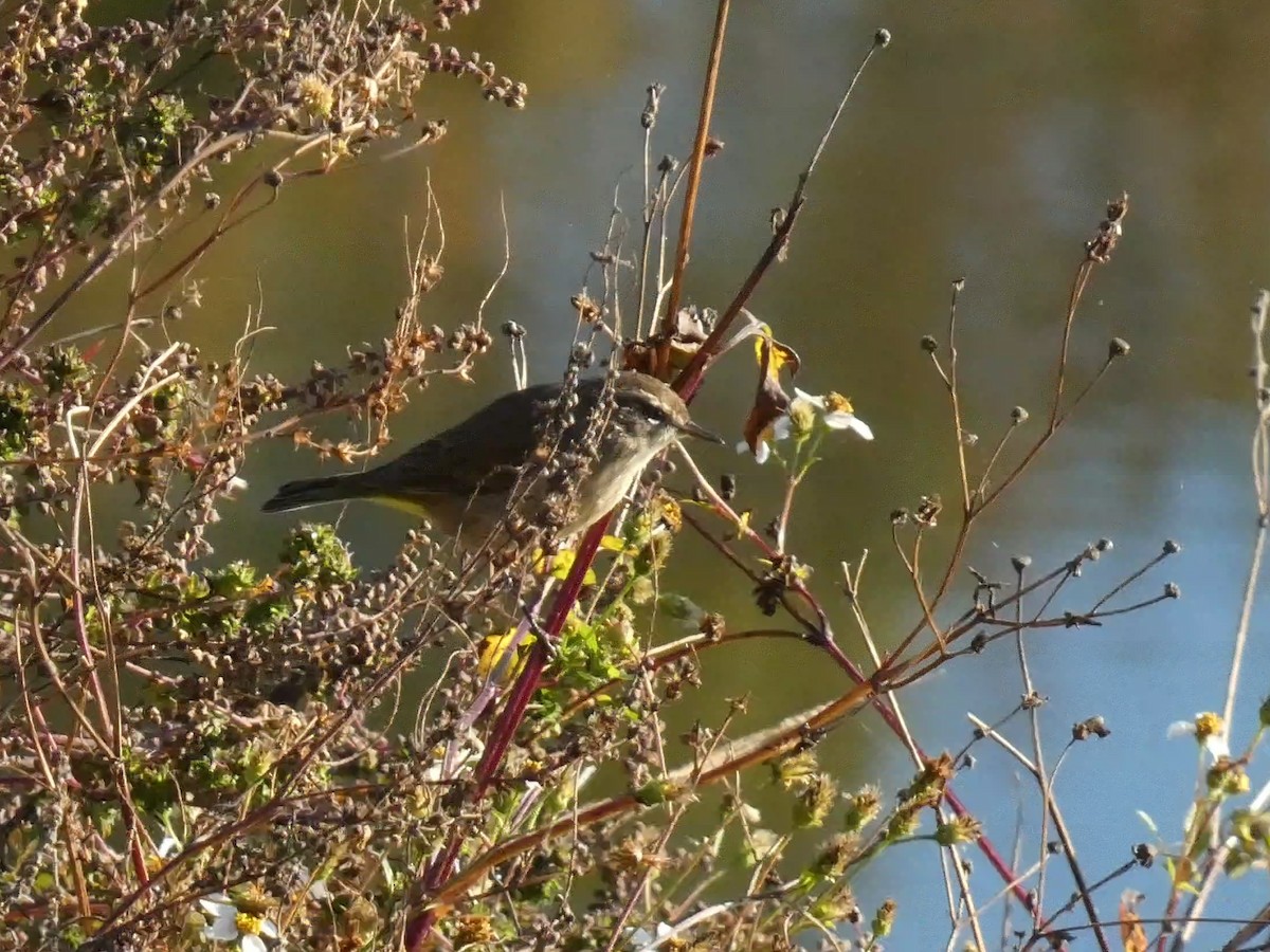 lesňáček bažinný - ML645472576