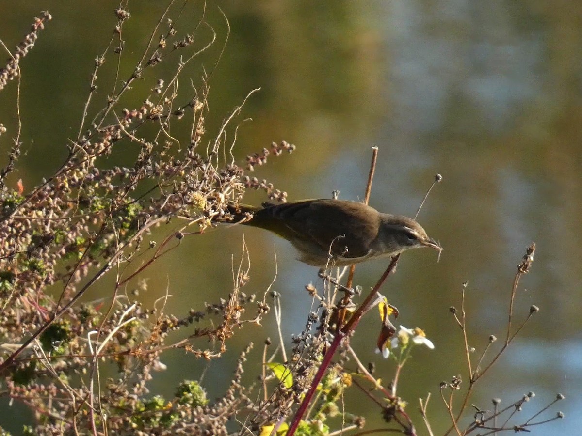 lesňáček bažinný - ML645472577