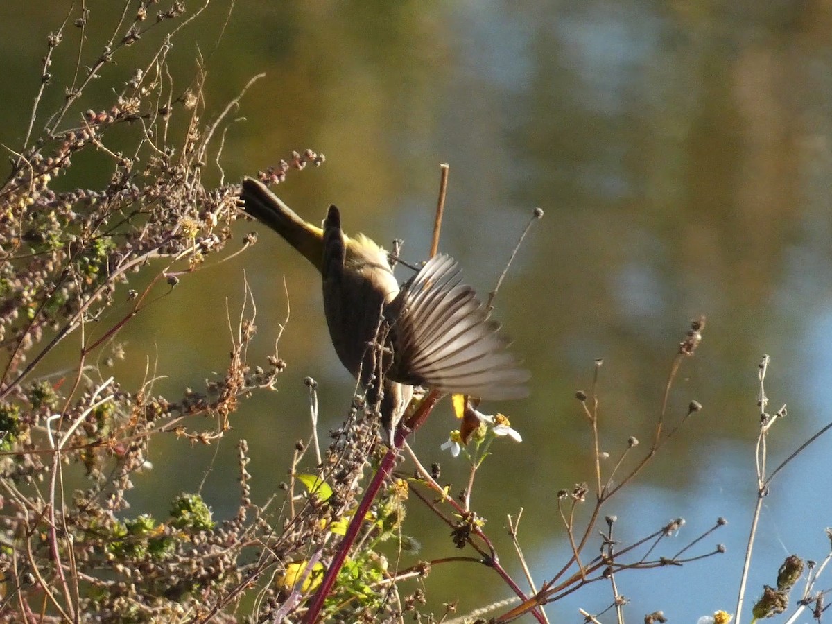 lesňáček bažinný - ML645472578