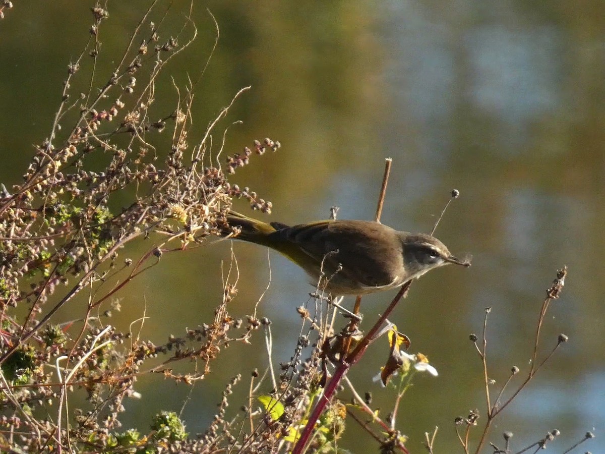 lesňáček bažinný - ML645472579