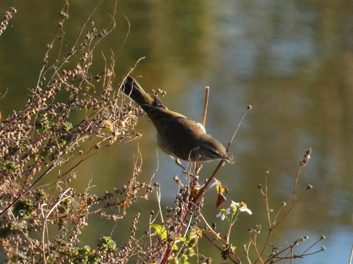 lesňáček bažinný - ML645472580