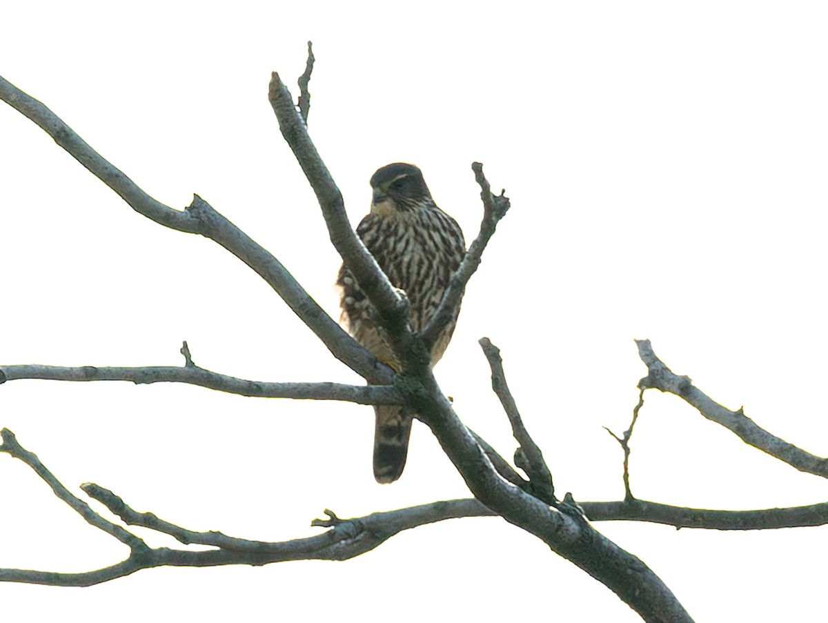 Merlin - ML645472587