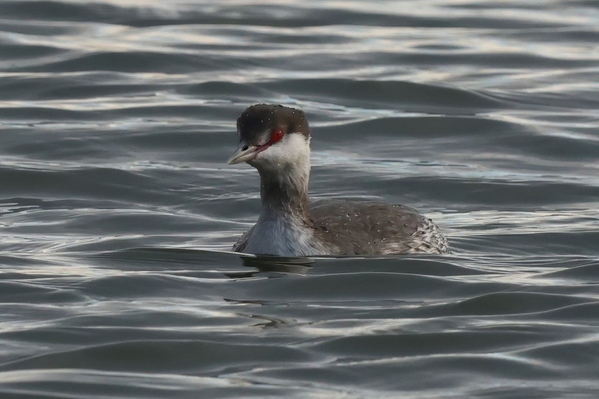 Красношейная поганка - ML645472603