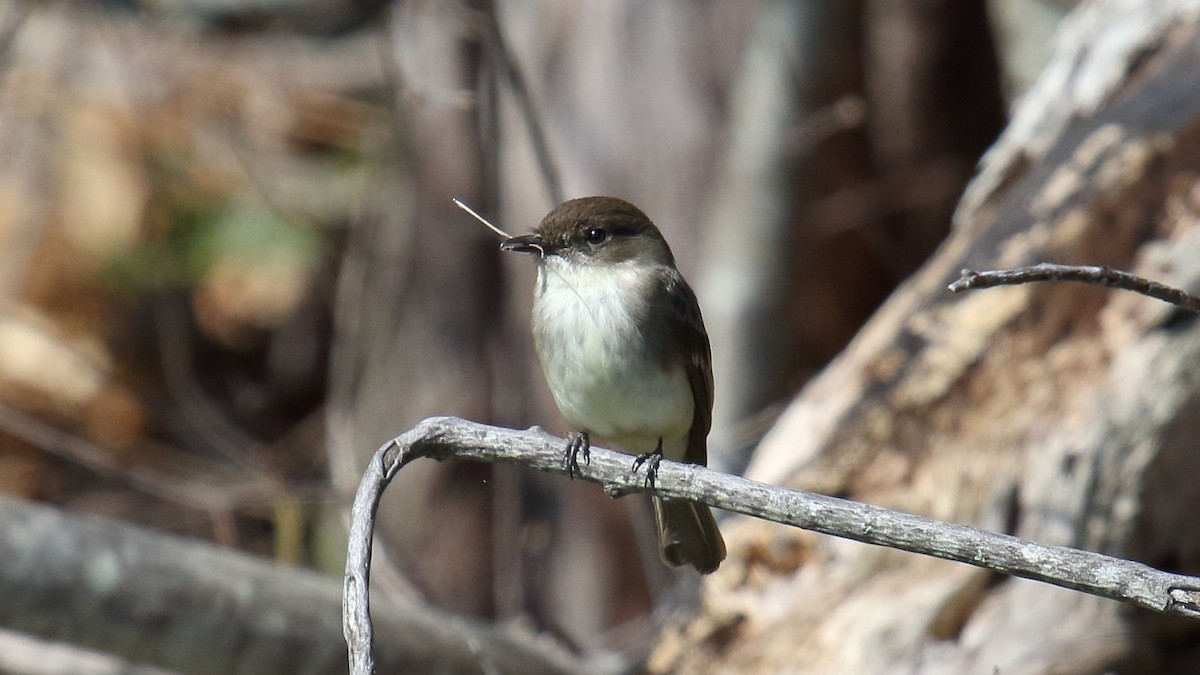 Eastern Phoebe - ML645472610