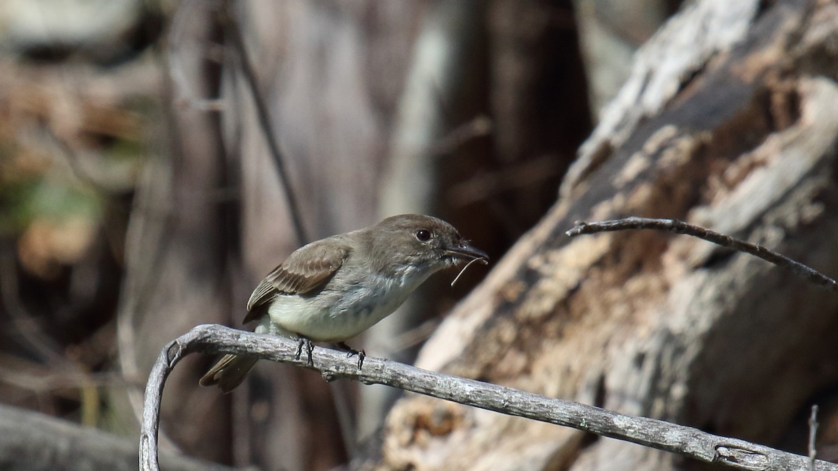 Eastern Phoebe - ML645472611