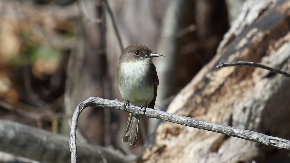 Eastern Phoebe - ML645472612