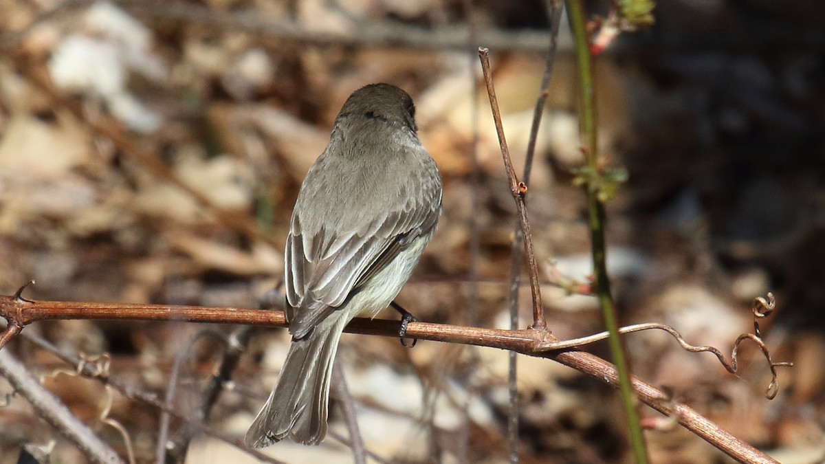 Eastern Phoebe - ML645472613