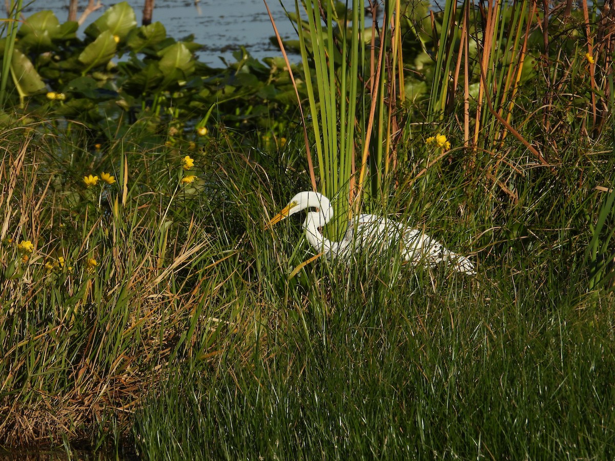 Great Egret - ML645472619