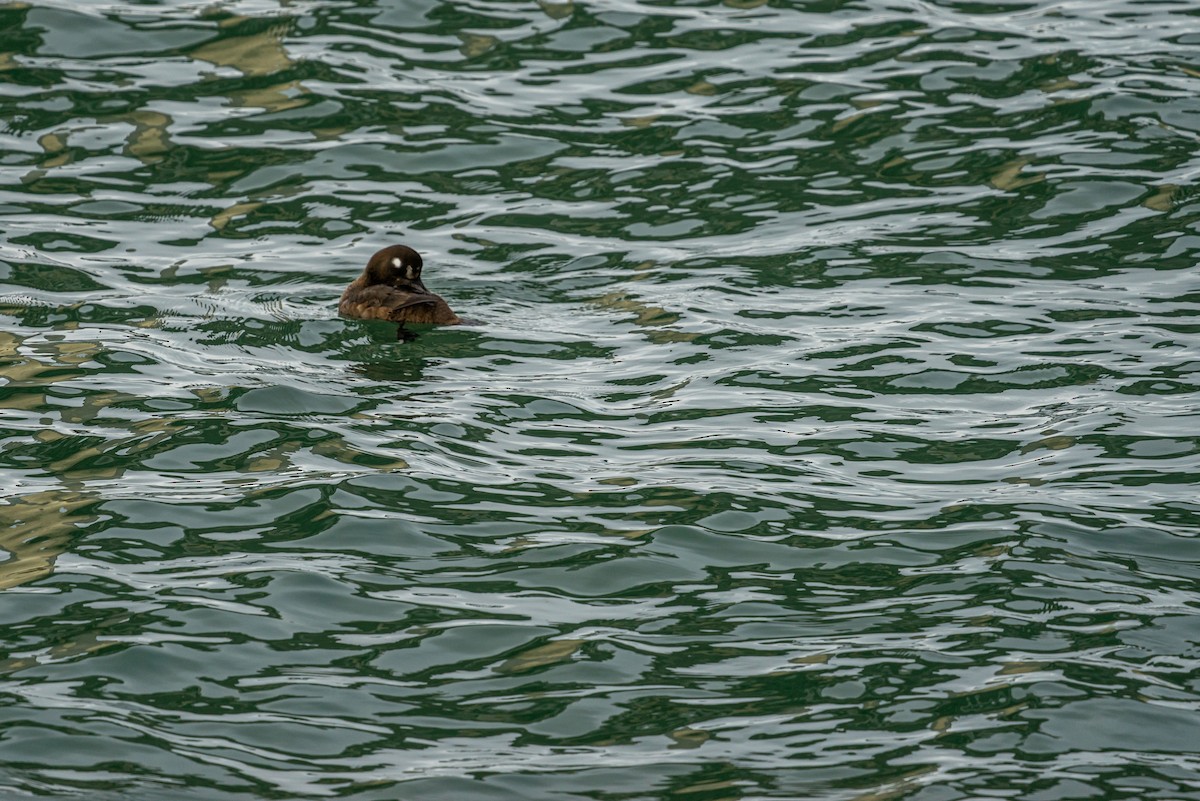 Ahate arlekina - ML645472625