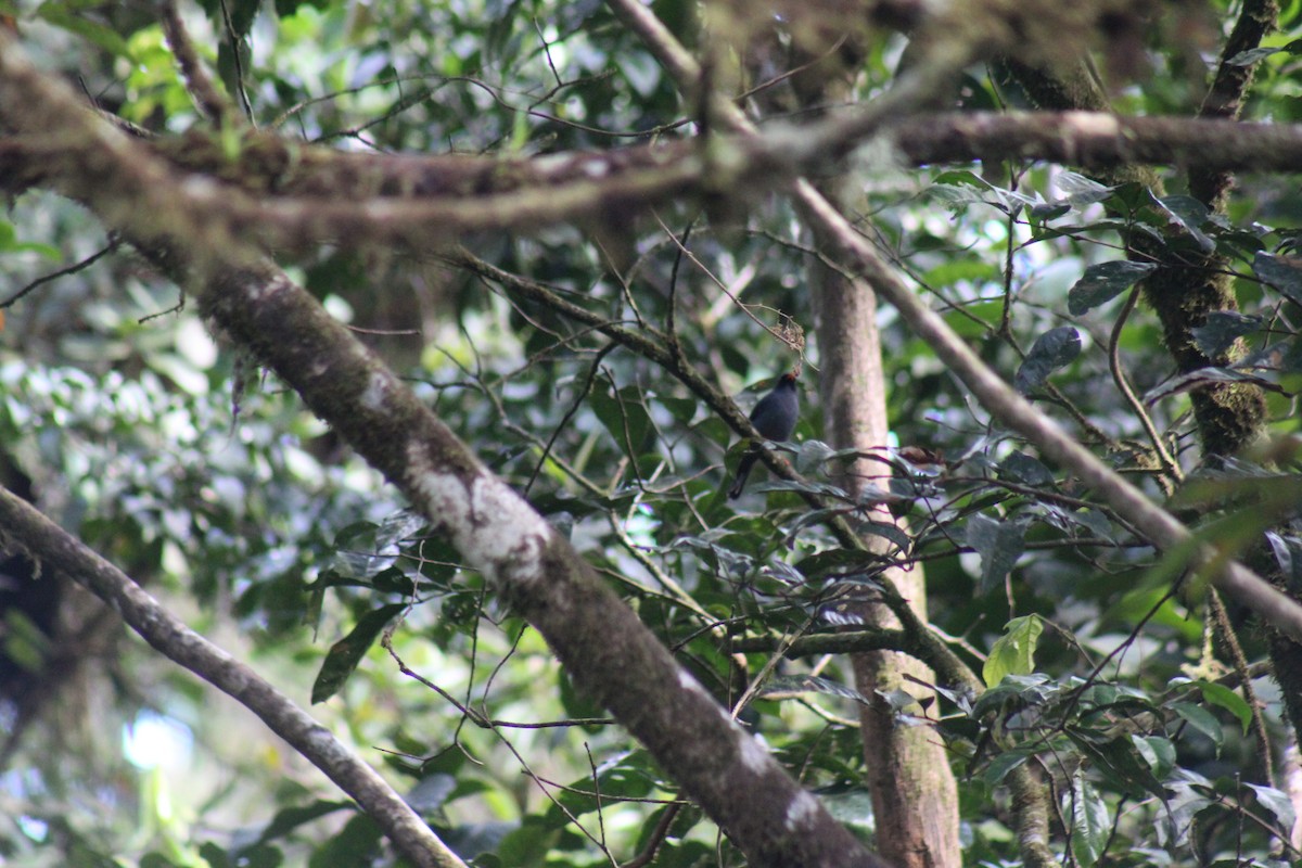 Black-faced Solitaire - ML645472631