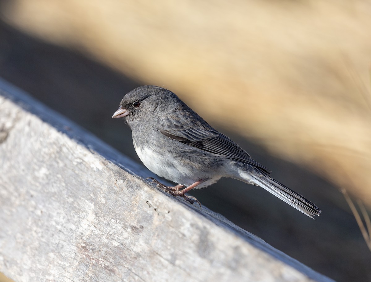 Dark-eyed Junco (Slate-colored) - ML645472637