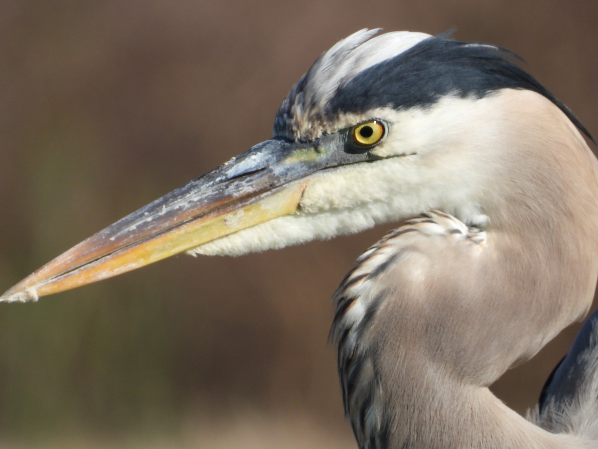 Great Blue Heron - ML645472638