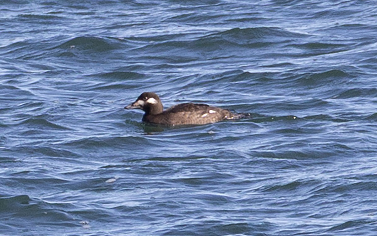 White-winged Scoter - ML645472640