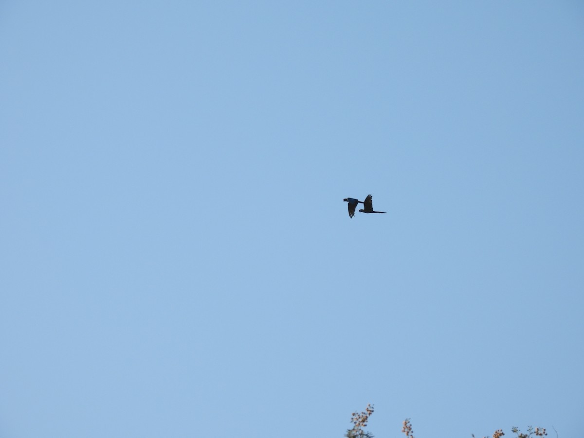 Military Macaw - ML645472641